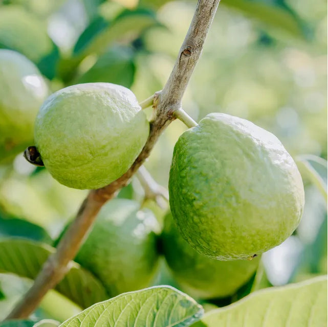 Guava seeds for organic gardening and home orchards