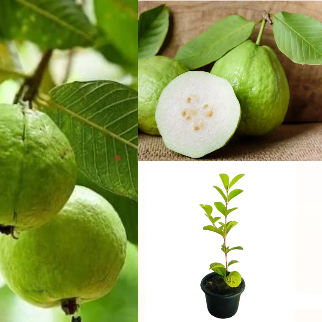 Guava seeds in container gardening setup