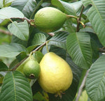 Guava seeds Psidium guajava for planting in home garden