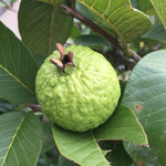 Guava tree growing seeds tropical home garden