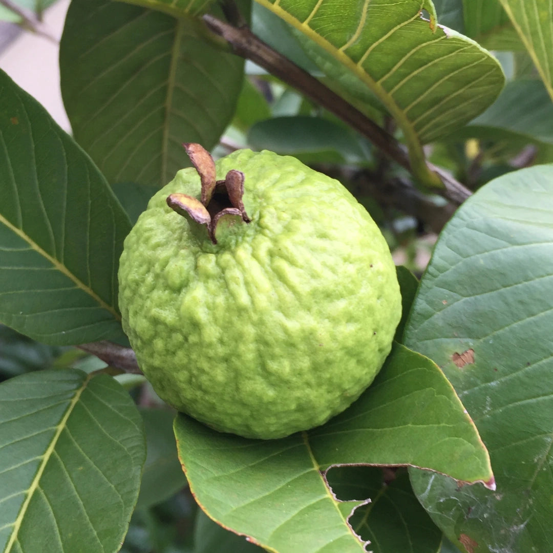 Guava tree growing seeds tropical home garden