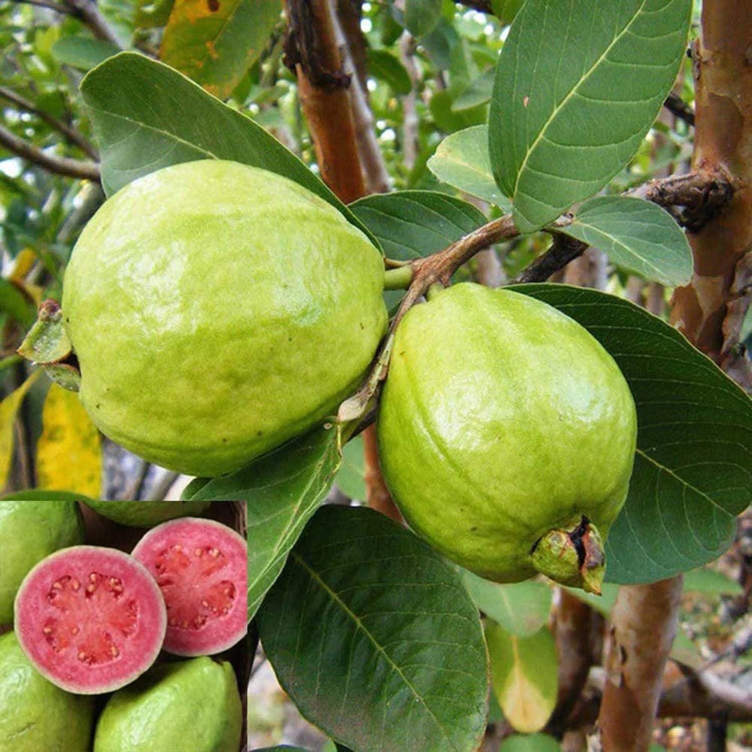 Guava tree grown from seeds, tropical fruit plant