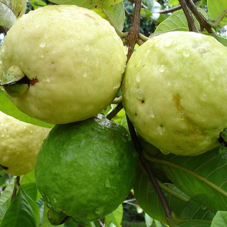 Guava tree seeds home garden planting