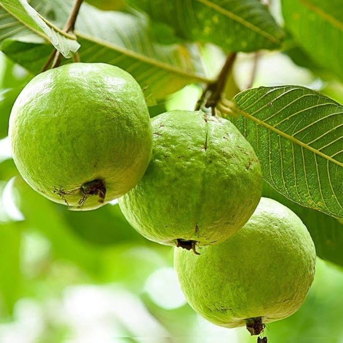 Guava tree seeds for tropical home garden