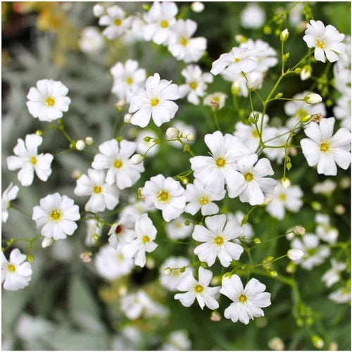 White Waterhyssop Flower Seeds for Planting - 100 seeds for planting in home garden