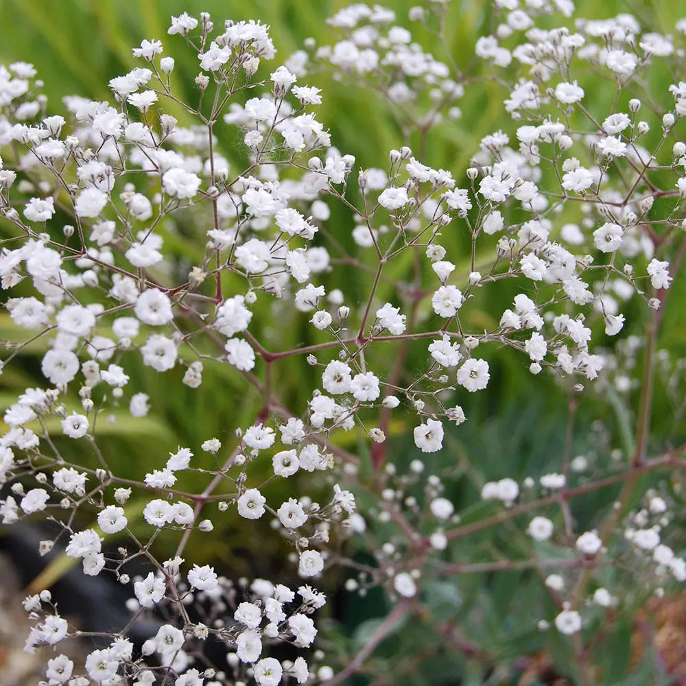 Baby’s Breath Sky Star Gypsophila Paniculata Flower Seeds for Planting in bonsai garden or pots