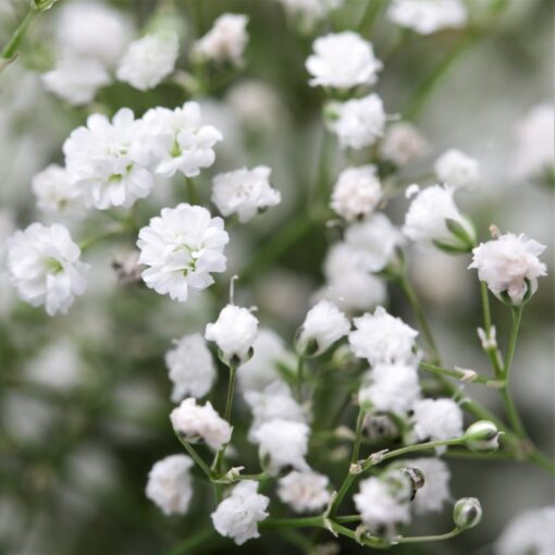 Gypsophila White Open Pollinated heirloom non-gmo organic garden seeds