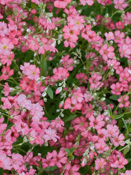 Gypsophila Filou Rose Imported heirloom non-gmo organic garden seeds