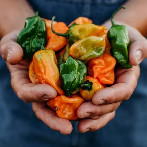 Habanero Orange Hot Pepper Seeds – Fiery Heat and Bright Citrus Flavor, Non - GMO - Dharaseeds