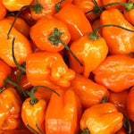 Habanero Orange Hot Pepper Seeds – Fiery Heat and Bright Citrus Flavor, Non - GMO - Dharaseeds
