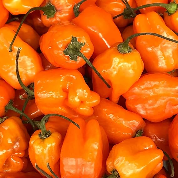 Habanero Orange Hot Pepper Seeds – Fiery Heat and Bright Citrus Flavor, Non - GMO - Dharaseeds