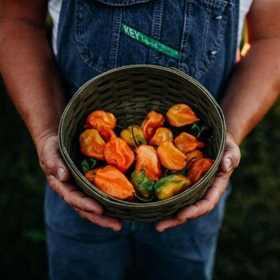 Habanero Orange Hot Pepper Seeds – Fiery Heat and Bright Citrus Flavor, Non - GMO - Dharaseeds