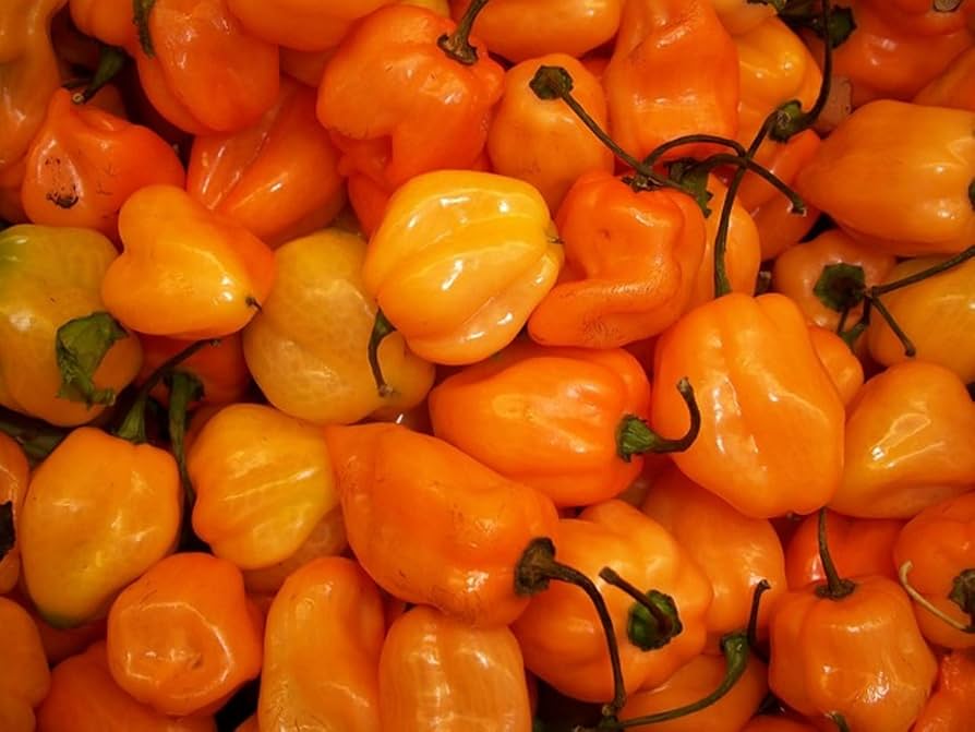 Habanero pepper Capsicum chinense orange hot vegetable seeds for planting in kitchen garden or balcony containers - Dharaseeds