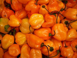 Habanero pepper Capsicum chinense orange hot vegetable seeds for planting in kitchen garden or balcony containers - Dharaseeds
