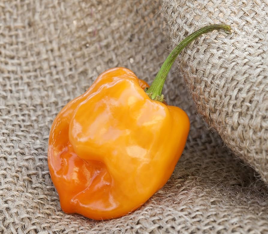 Habanero pepper Capsicum chinense orange hot vegetable seeds for planting in kitchen garden or balcony containers - Dharaseeds