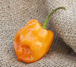 Habanero pepper Capsicum chinense orange hot vegetable seeds for planting in kitchen garden or balcony containers - Dharaseeds