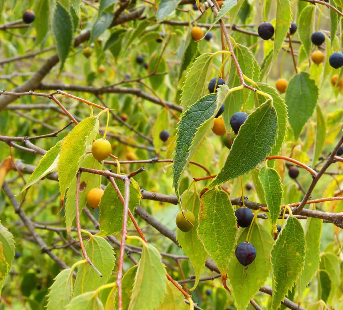 Hackberry (Celtis occidentalis)