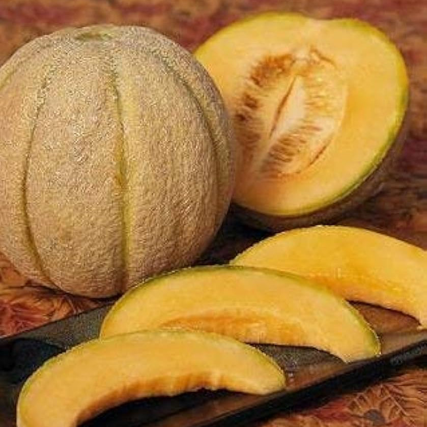 Strong vine growth of Halona hybrid melon seeds plant