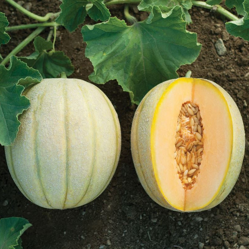 How to sow Halona melon seeds planting guide