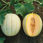 How to sow Halona melon seeds planting guide