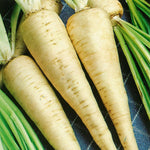 Hamburg Rooted Parsley Garden Seeds for Home and Organic Growers