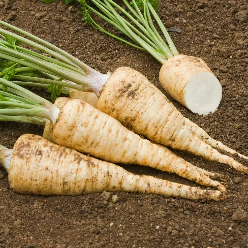 Non-GMO Heirloom Hamburg Rooted Parsley Seeds for Organic Gardening