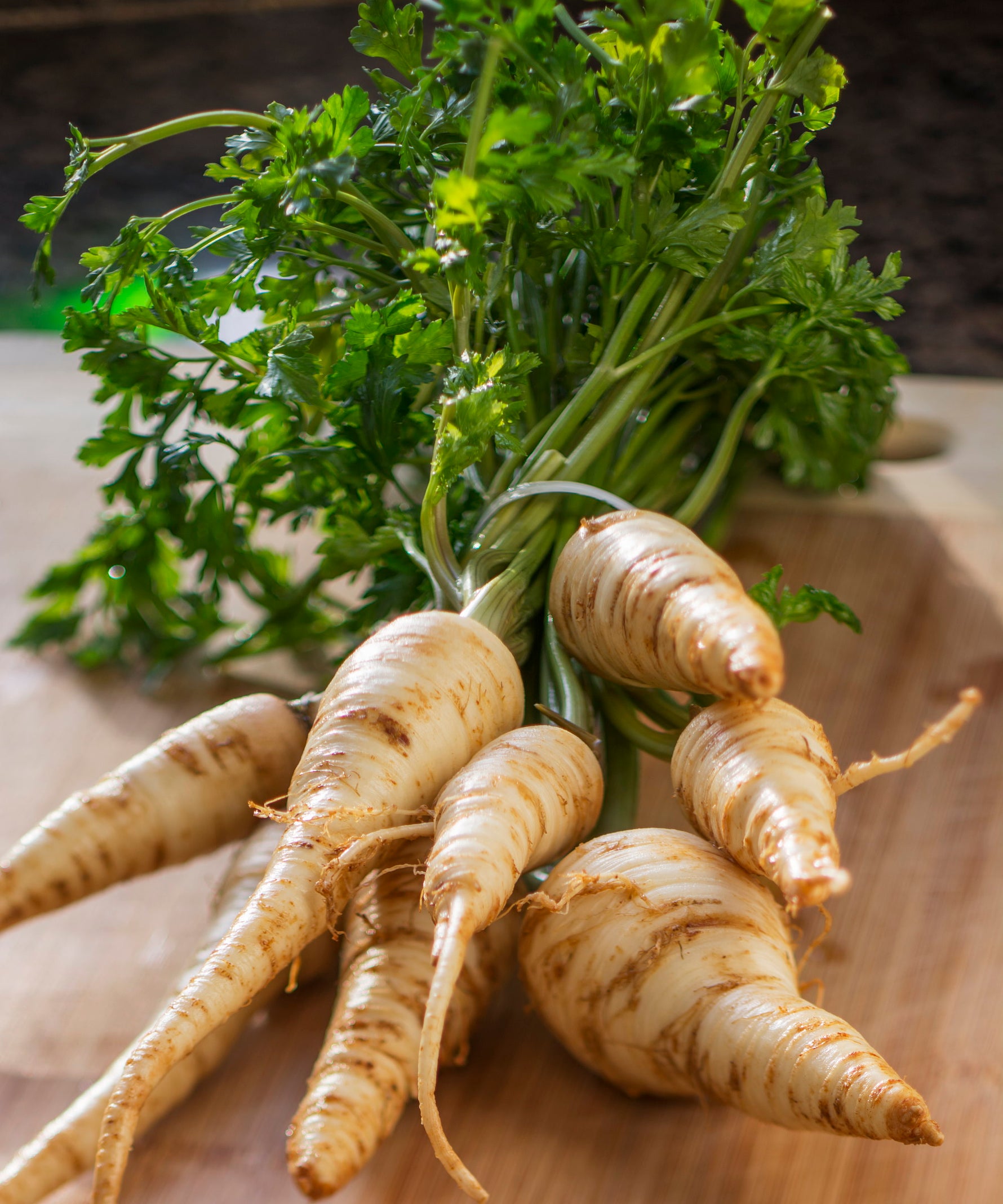 Organic Hamburg Rooted Parsley Seeds for Culinary Herb Gardens