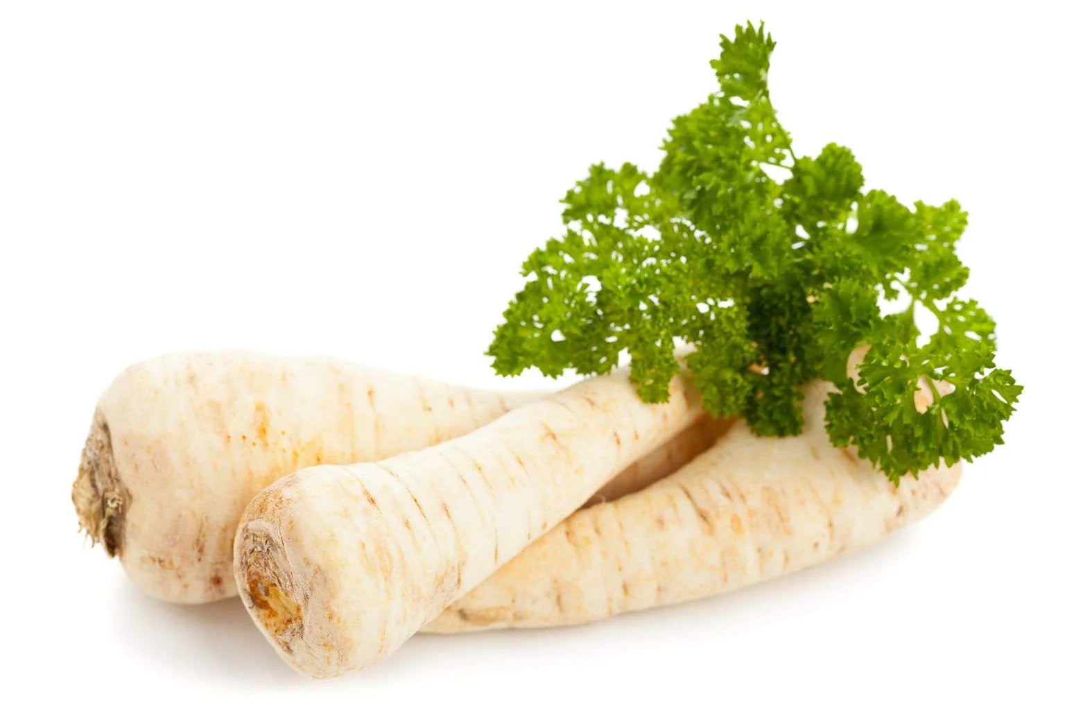 Hamburg Rooted Parsley Seeds Dual Purpose Root and Leaf Herb