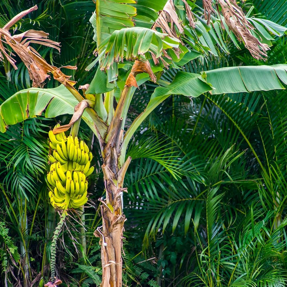 Hardy Banana Seeds Garden Variety for Warm Climates
