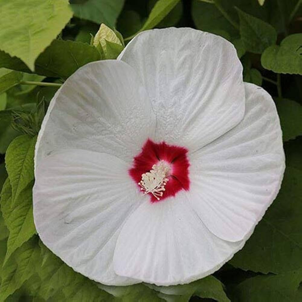 Hardy hibiscus flower Hibiscus moscheutos luna white seeds for planting in small bush garden or containers - Dharaseeds