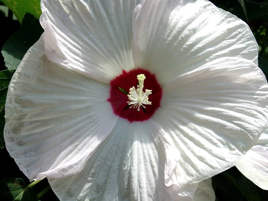Hardy hibiscus flower Hibiscus moscheutos luna white seeds for planting in small bush garden or containers - Dharaseeds