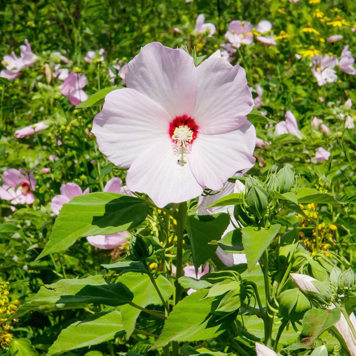 Hardy hibiscus flower Hibiscus moscheutos luna white seeds for planting in small bush garden or containers - Dharaseeds