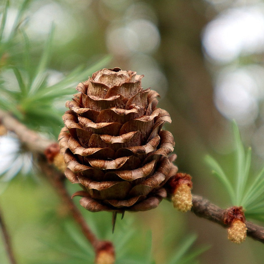 Young hardy Larix Decidua tree plant growing in outdoor landscape