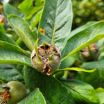 Hardy medlar tree grown from premium medlar seeds