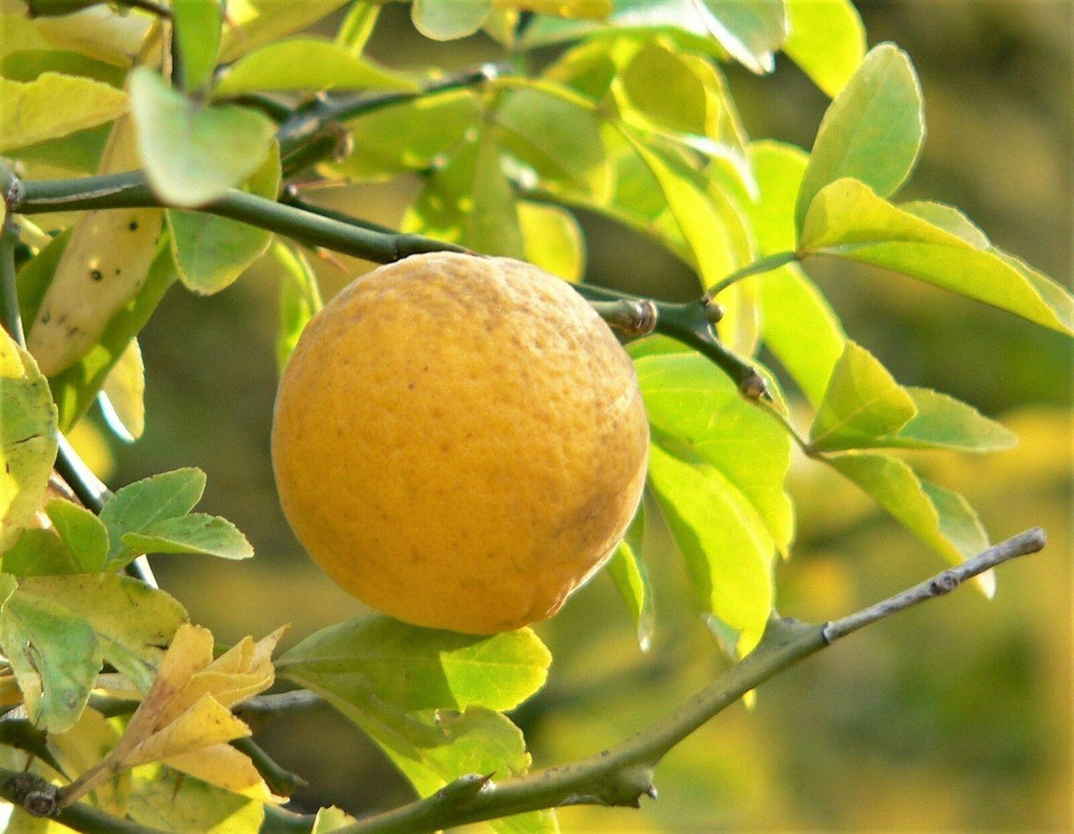 Hardy orange seeds for outdoor garden growing