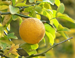 Hardy orange seeds for outdoor garden growing