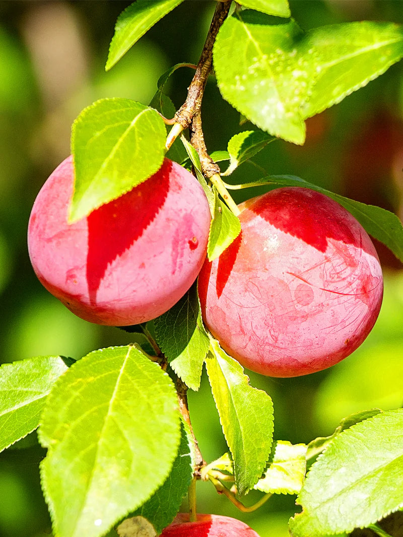 Hardy American plum tree seeds for garden planting