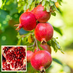 Hardy pomegranate non GMO garden seeds for home growers