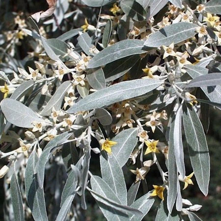 Hardy Russian Olive tree seeds for gardeners