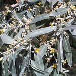 Hardy Russian Olive tree seeds for gardeners