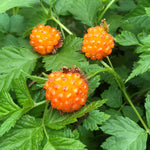 Hardy salmonberry perennial seeds for temperate climates