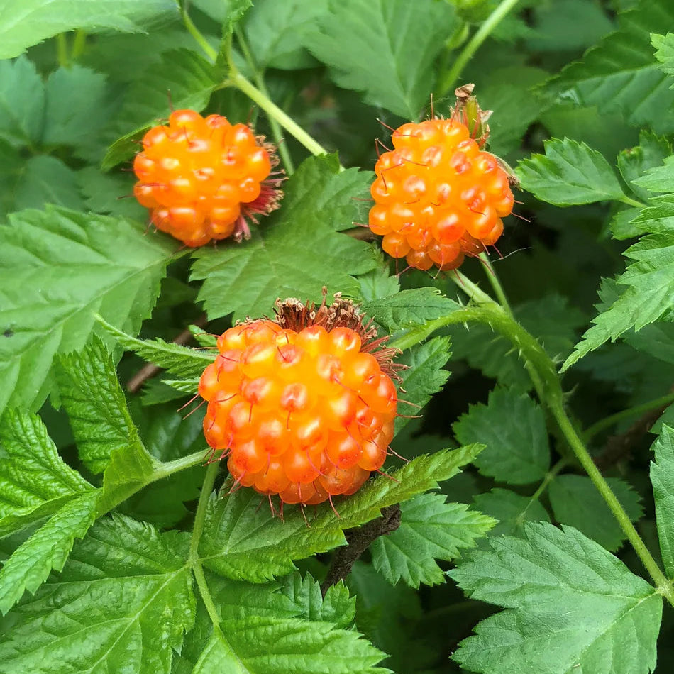Hardy salmonberry perennial seeds for temperate climates