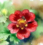 Hardy Scarlet Cinquefoil seeds – vibrant red perennial ground cover flowers - Dharaseeds