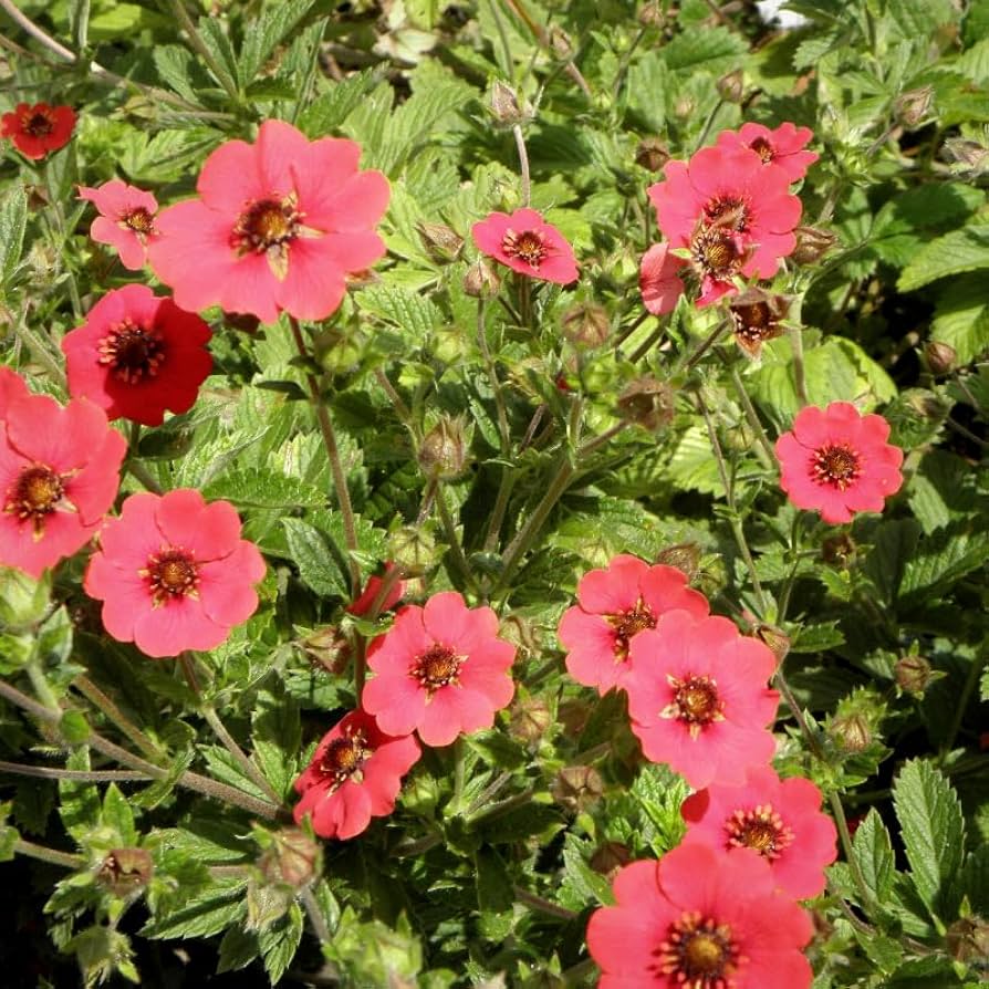 Hardy Scarlet Cinquefoil seeds – vibrant red perennial ground cover flowers - Dharaseeds