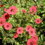 Hardy Scarlet Cinquefoil seeds – vibrant red perennial ground cover flowers - Dharaseeds