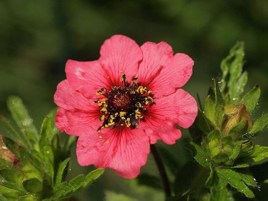 Hardy Scarlet Cinquefoil seeds – vibrant red perennial ground cover flowers - Dharaseeds