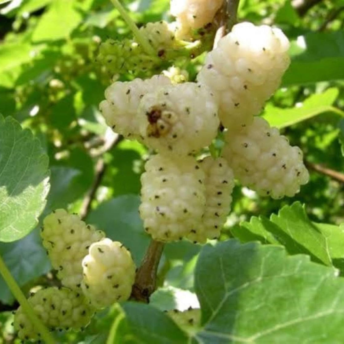 Hardy White Mulberry Seeds for Home Garden Planting