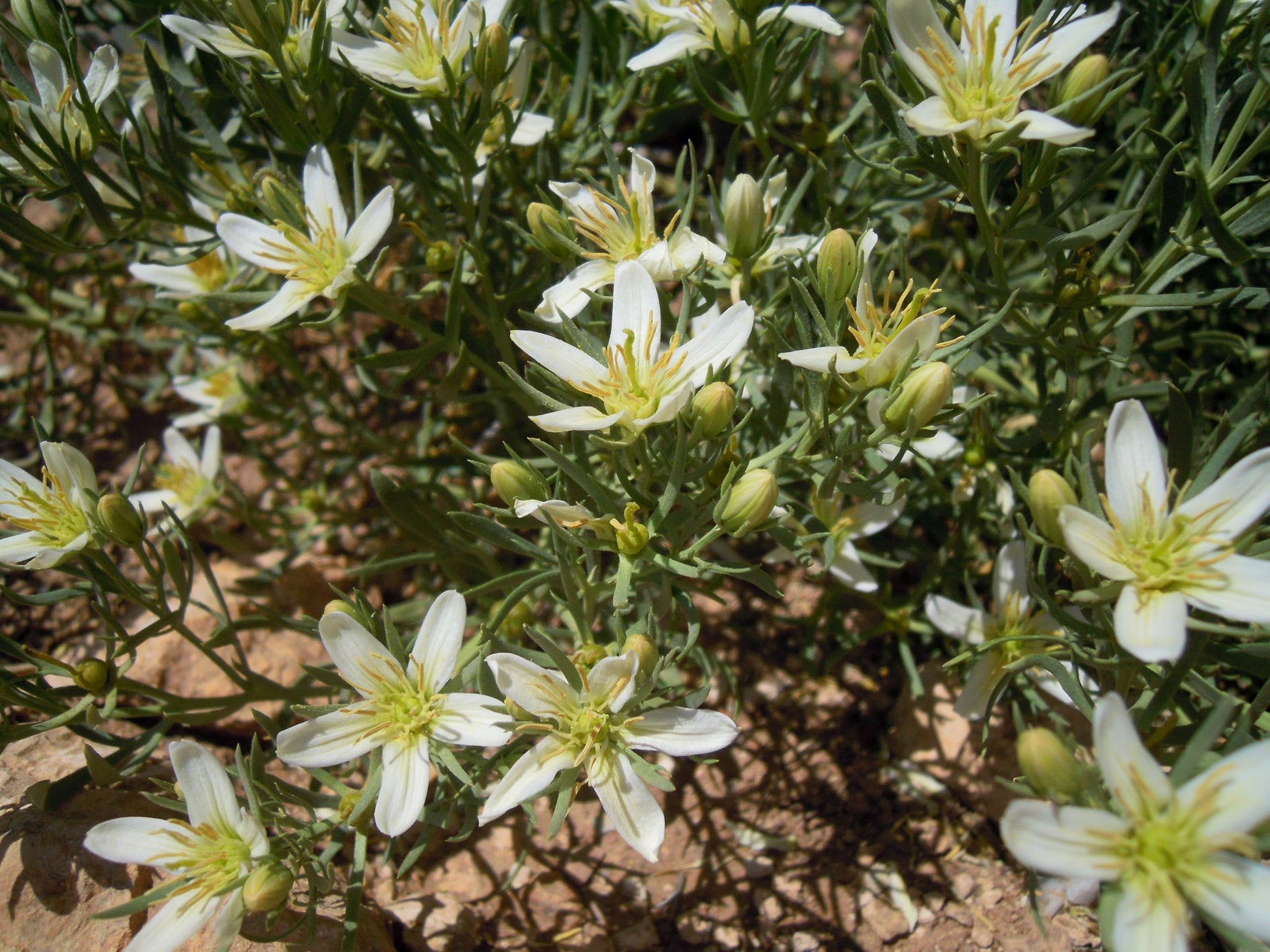 Harmal Harmala seeds wild rue non GMO herb seeds for planting