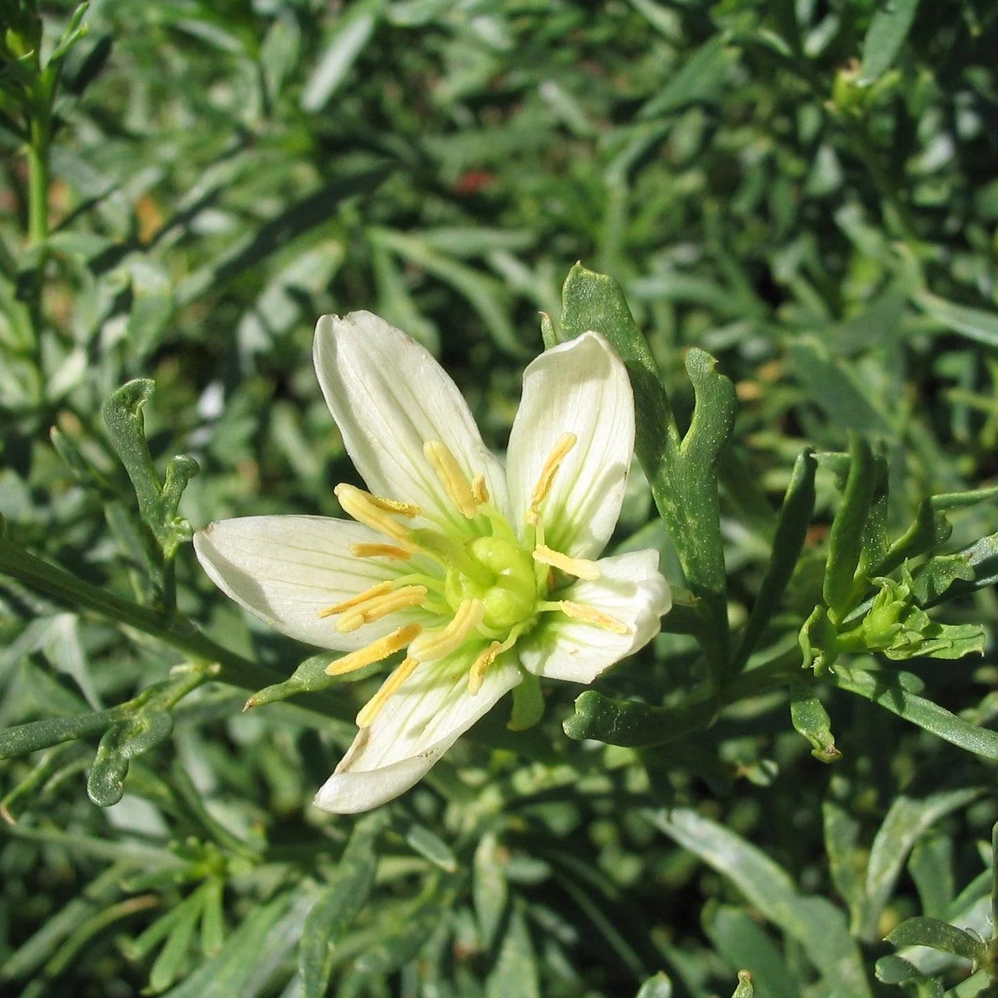 Harmal seeds high germination organic herb seeds