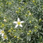 Harmala perennial plant seeds drought tolerant garden herb